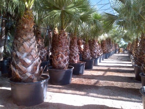 Washingtonie robusta 