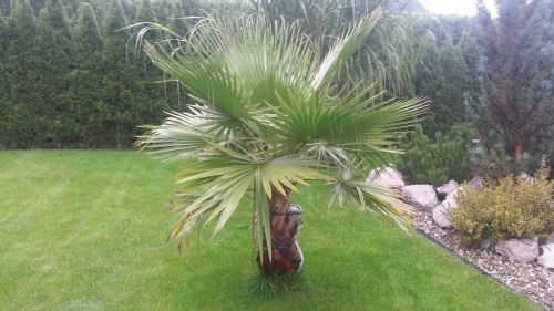 Washingtonie robusta 