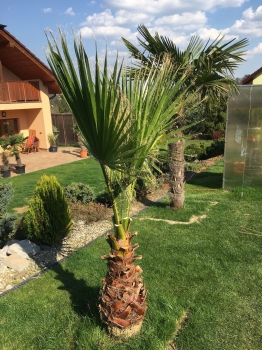 Washingtonie robusta 