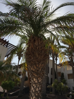 Phoenix roebelenii 