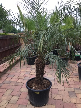 Phoenix roebelenii 