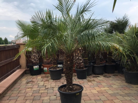 Phoenix roebelenii 