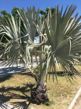 Bismarkia nobilis 