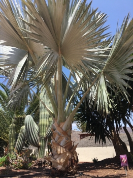 Bismarkia nobilis 