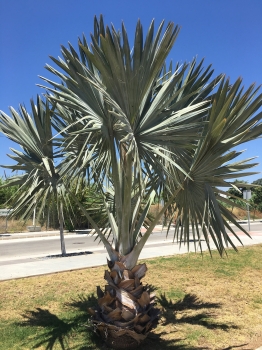 Bismarkia nobilis 