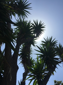 Yucca Gigantea syp. Yucca elephantipes ( Giant Yucca ) 