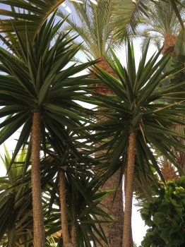 Yucca Gigantea syp. Yucca elephantipes ( Giant Yucca ) 