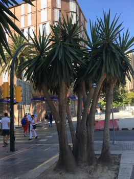 Yucca Gigantea syp. Yucca elephantipes ( Giant Yucca ) 