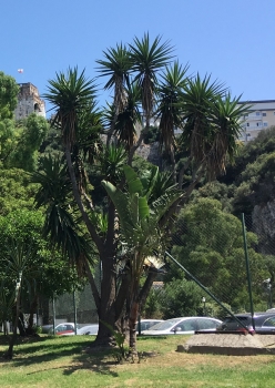 Yucca Gigantea syp. Yucca elephantipes ( Giant Yucca ) 