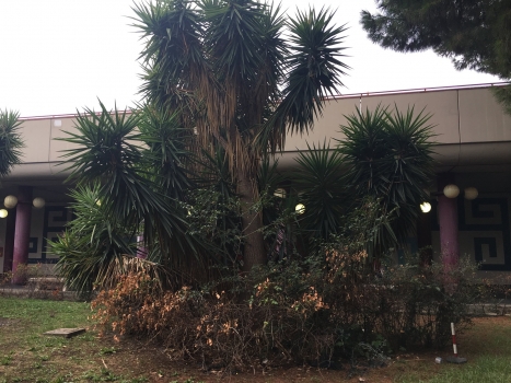 Yucca Gigantea syp. Yucca elephantipes ( Giant Yucca ) 