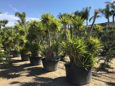 Yucca Gigantea syp. Yucca elephantipes ( Giant Yucca ) 