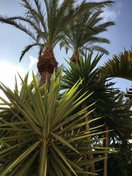 Yucca Gigantea syp. Yucca elephantipes ( Giant Yucca ) 