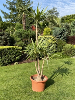 Yucca Gigantea syp. Yucca elephantipes ( Giant Yucca ) 