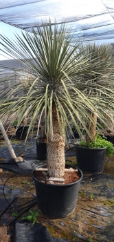Yucca elata 