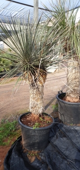 Yucca elata 