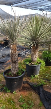 Yucca elata 