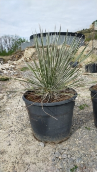 Yucca elata 