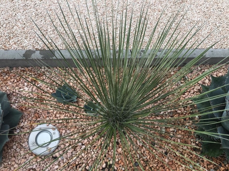 Yucca elata 