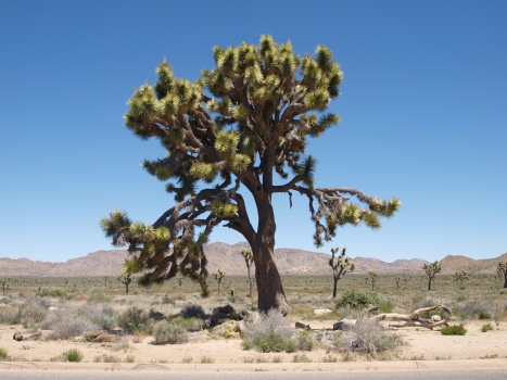 Yucca brevifolia 
