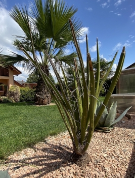 Yucca baccata 