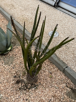 Yucca baccata 