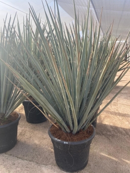 Yucca baccata 