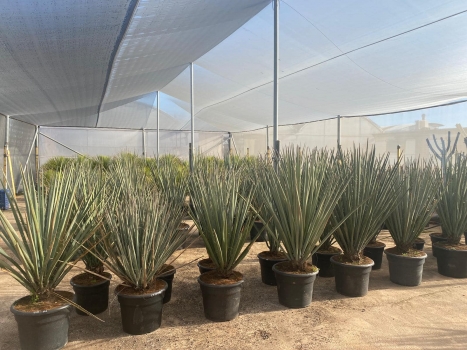 Yucca baccata 