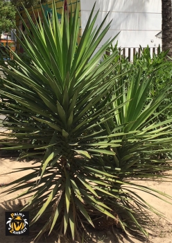 Yucca aloifolia 