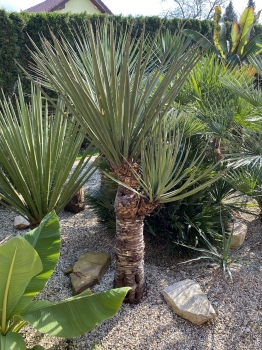Yucca treculeana 