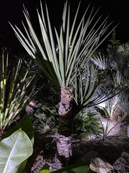 Yucca treculeana 