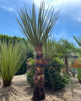 Yucca treculeana 