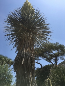 Yucca thomsoniana 