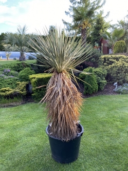 Yucca thomsoniana 