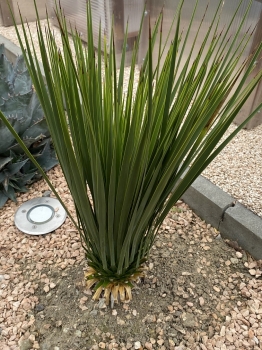 Yucca thomsoniana 
