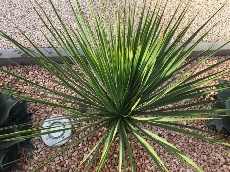 Yucca thomsoniana 