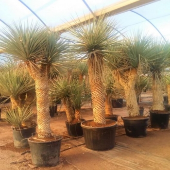 Yucca rigida 