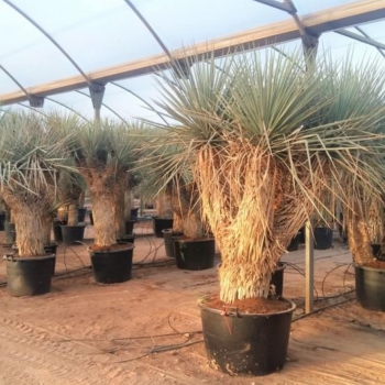 Yucca rigida 
