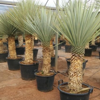 Yucca rigida 