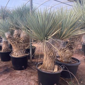 Yucca rigida 