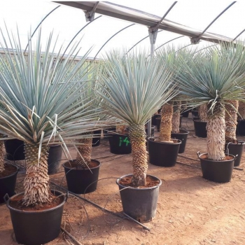 Yucca rigida 