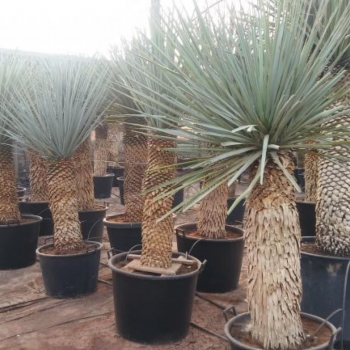 Yucca rigida 