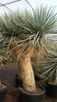Yucca rigida 