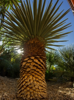 Yucca rigida 