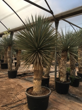 Yucca rigida 
