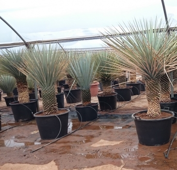 Yucca rigida 