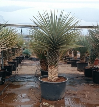 Yucca rigida 