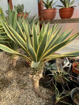 Yucca gloriosa variegata 