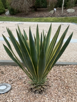 Yucca gloriosa variegata 
