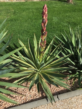 Yucca gloriosa variegata 
