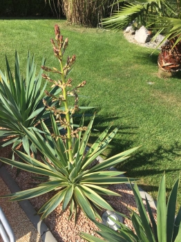 Yucca gloriosa variegata 